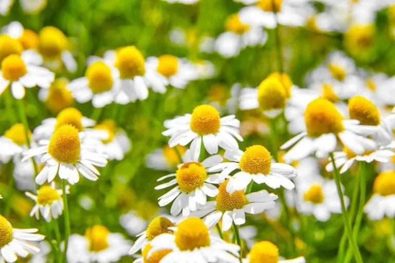 Chamomile Monograph