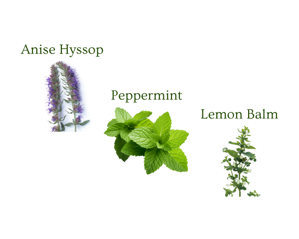 3 Mints You Can Grow Yourself