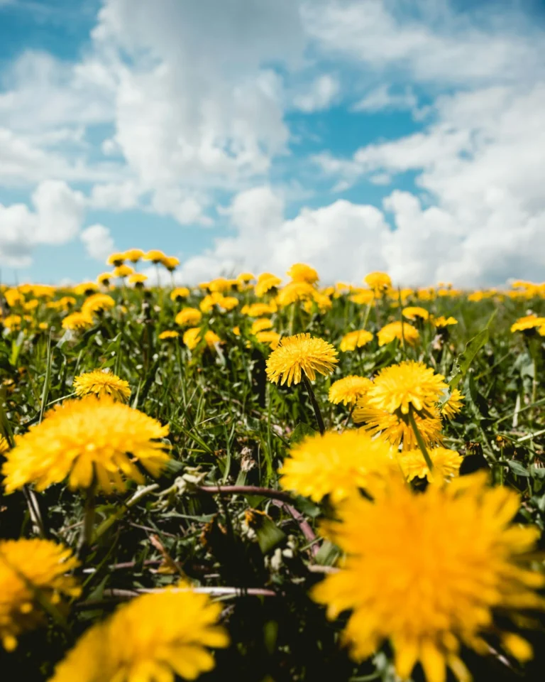Rethinking Garden “Weeds”